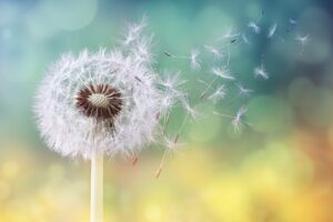 Pusteblume