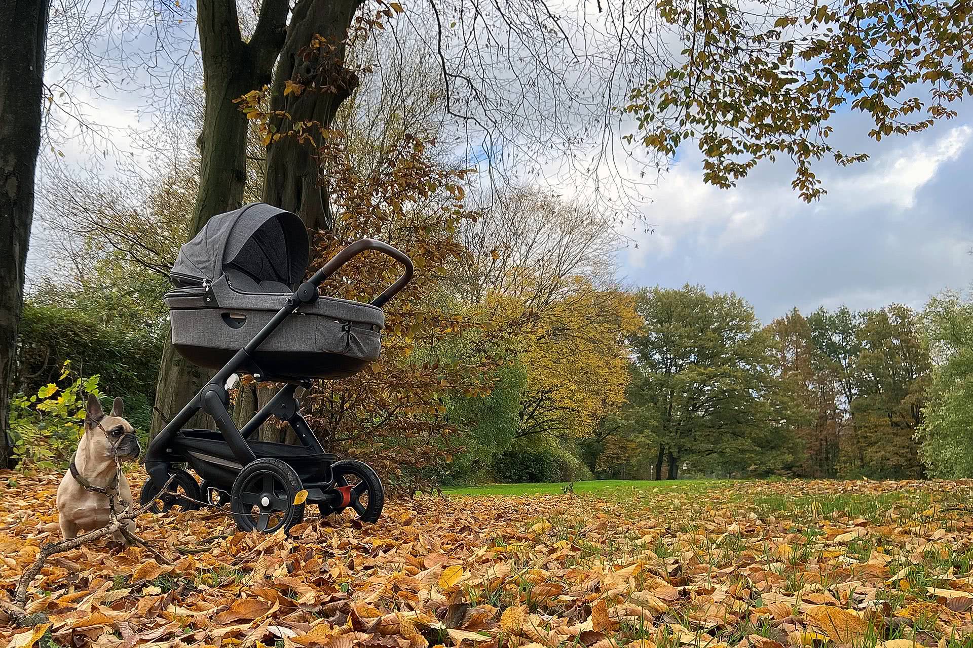 Herbstlaub sammeln