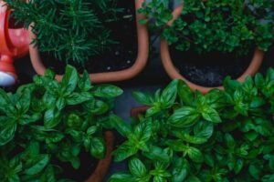 Frische Kräuter im Garten machen nicht nur Spaß, wenn man sie mit den Kindern gemeinsam anbaut, sie halten manchmal auch Mücken fern